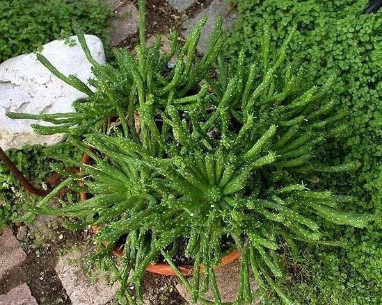 Euphorbia Species, Medusas Head