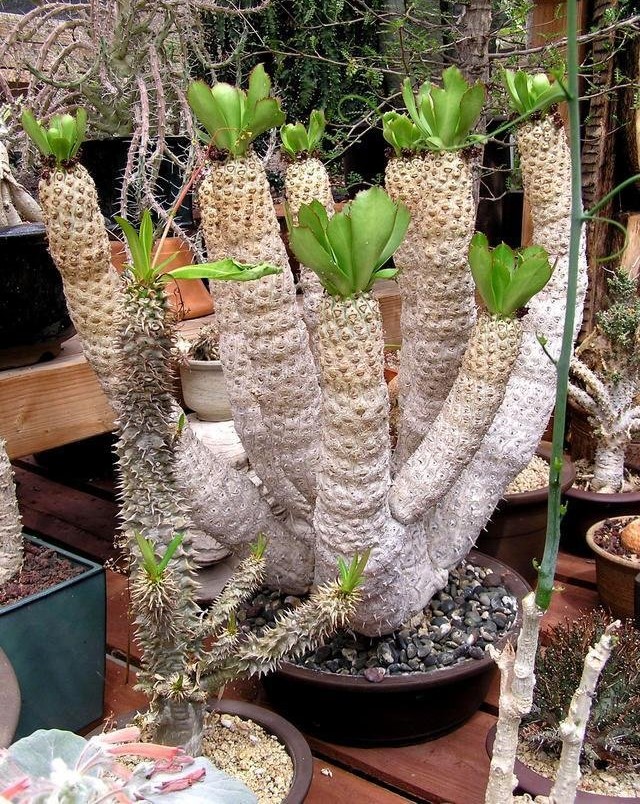 Euphorbia Species
