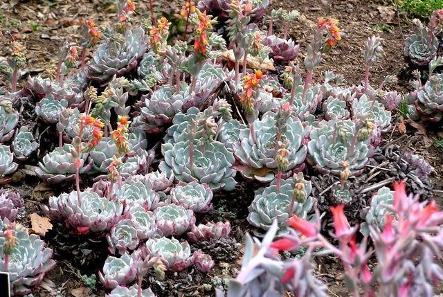 Echeveria Species