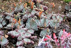 Echeveria Species