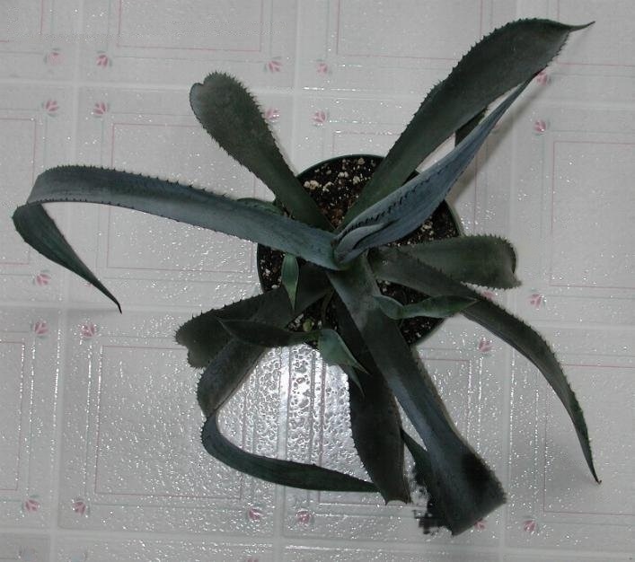Agave Species, Palmers Agave, Blue Century Plant, Maguey