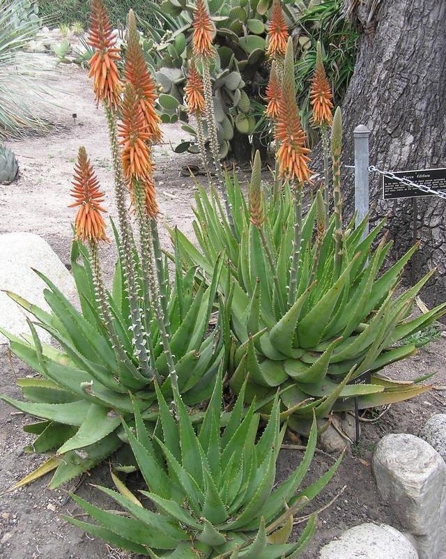 Aloe Species