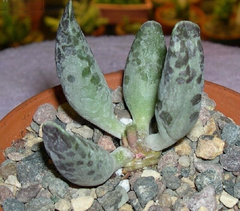Adromischus Species, Plover Eggs