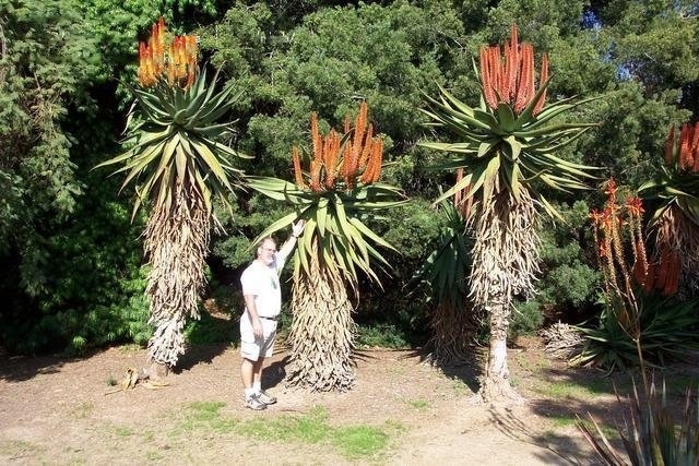 Aloe Species, Bitter Aloe, Cape Aloe, Red Aloe