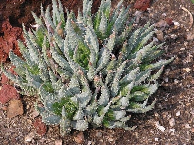 Aloe Species, Spider Aloe