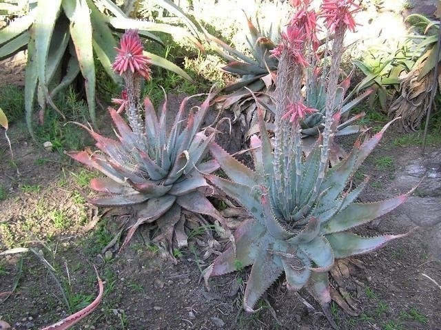 Aloe Species, Boekaalwyn Aloe, Book Aloe