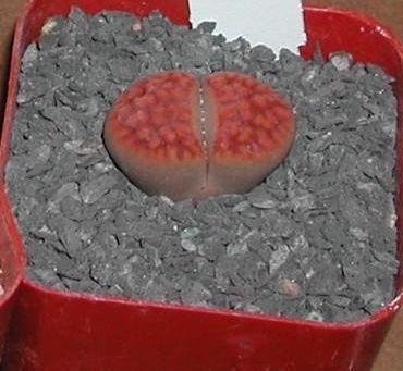 Lithops Species, Living Stones