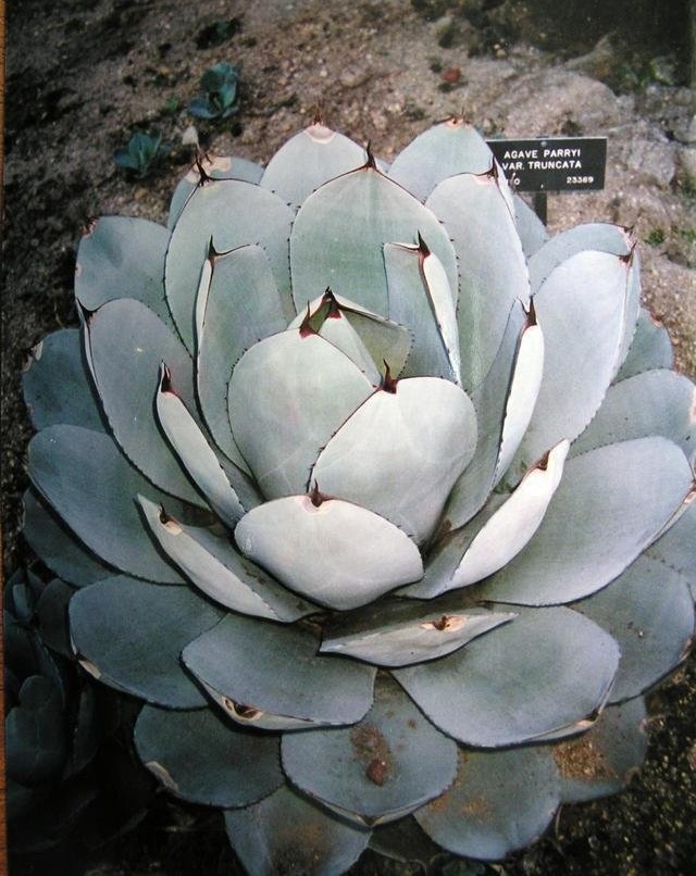 Agave Species, Artichoke Agave