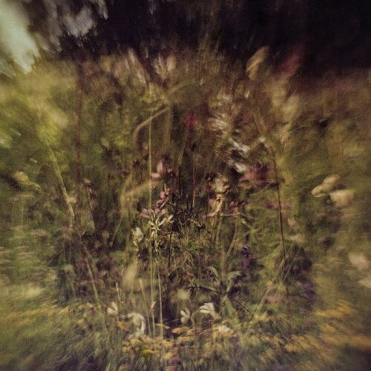 Wile / Remembered [Purple Vinyl] (7)