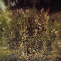 Wile / Remembered [Purple Vinyl] (7