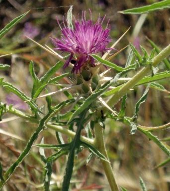 Centaurea Species, Purple Star Thistle, Red Star Thistle