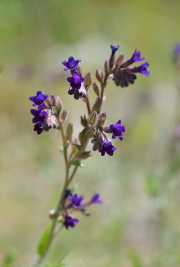 Anchusa Species, Alkanet, Common Bugloss