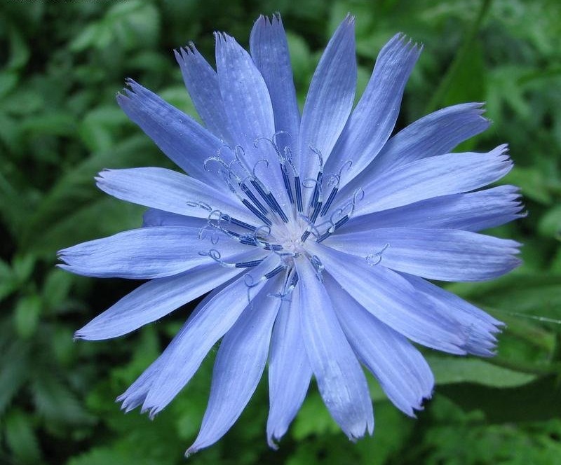 Tall Blue Lettuce