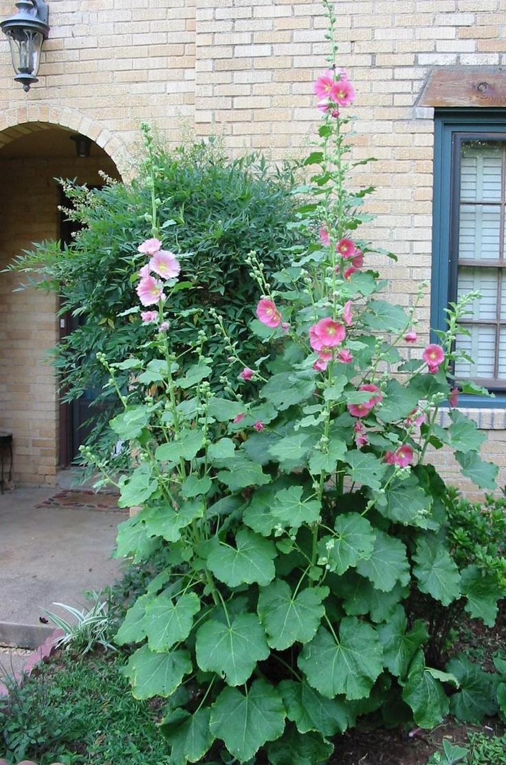 Alcea, Common Hollyhock, Garden Hollyhock Happy Lights