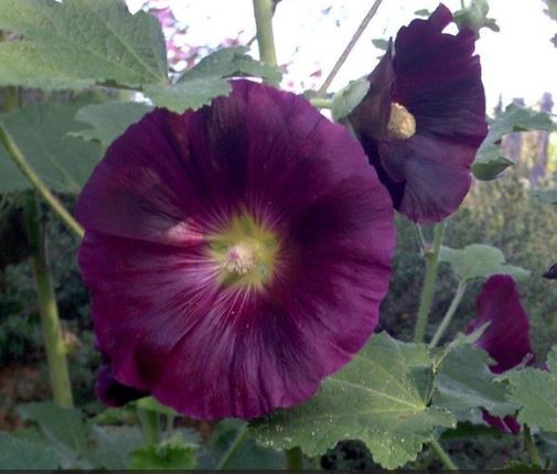 Alcea, Common Hollyhock, Garden Hollyhock Black Beauty