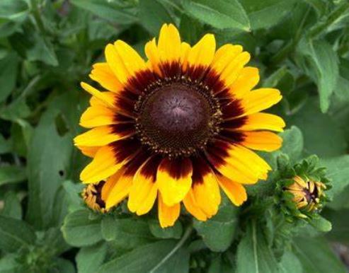 Rudbeckia, Black-Eyed Susan, Gloriosa Daisy Sonora