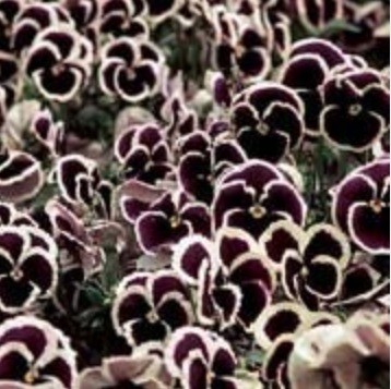 Viola, Garden Pansy, Pansy Rippling Waters