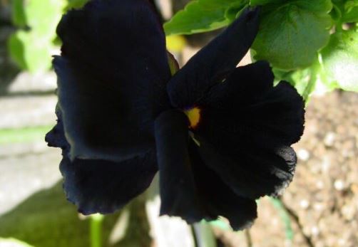 Viola, Garden Pansy, Pansy Black Moon
