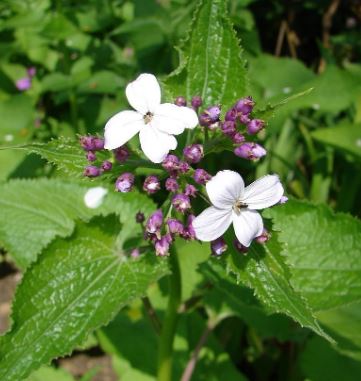 Money Plant, Honesty, Bolbonac, Moonwort, Silver Dollar Alba