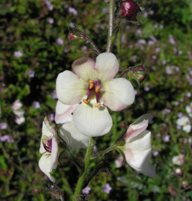 Species, Wild Verbascum, Moth Mullein