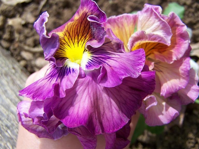 Viola, Garden Pansy, Pansy Flamenco Mix
