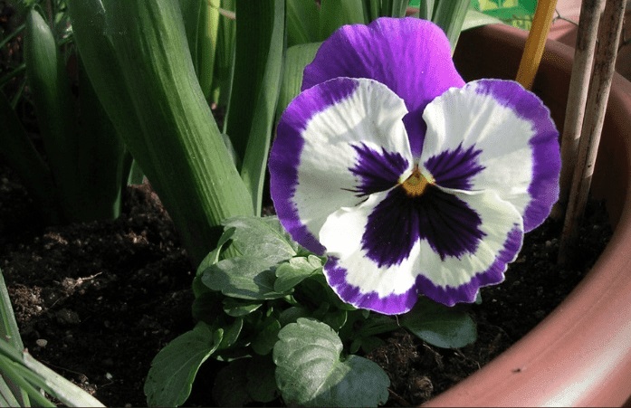Viola, Garden Pansy, Pansy Rally Lilac Cap