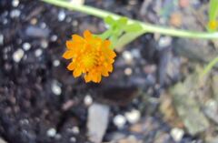 Polygala Species, Bog-Bachelor Button, Candyweed, Orange Milkwort, Yellow Bachelor's Buttons