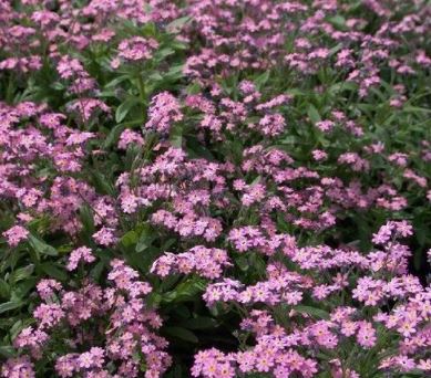 Myosotis, Woodland Forget-Me-Not Victoria Rose