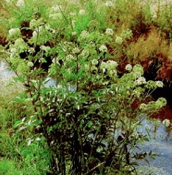 Western Water Hemlock