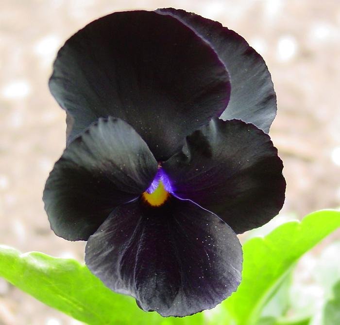 Viola, Garden Pansy, Pansy Black Jack