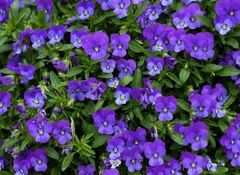 Viola, Horned Violet, Tufted Pansy 'Sorbet Blue Heaven Improved'