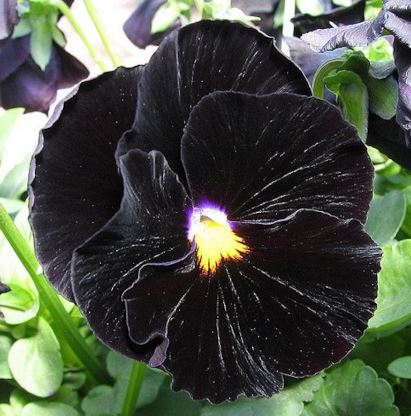 Viola, Garden Pansy, Pansy Black Prince