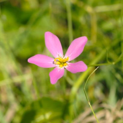 Rose of Plymouth, Salt Marsh Pink, Star Marsh Pink