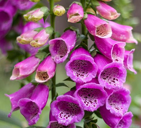 Digitalis, Common Foxglove, Ladys Glove Gelbe Lanze
