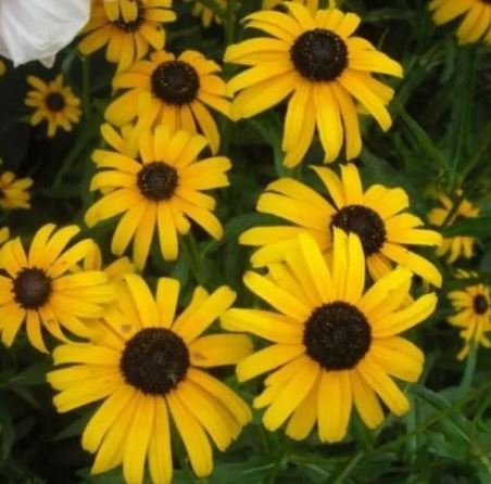 Rudbeckia, Black-Eyed Susan Viettes Little Suzy