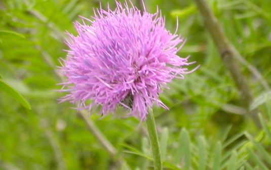 Cirsium Species, Carolina Thistle, Purple Thistle, Soft Thistle