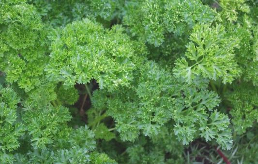 Petroselinum, Curly Parsley Green River