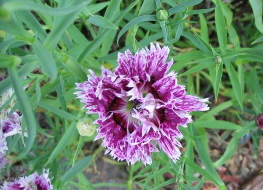Dianthus, China Pinks Victoriana