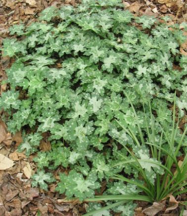 Hydrophyllum Species, Great Waterleaf