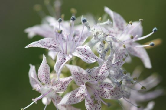 Pagosa ipomopsis