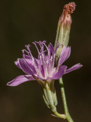 Grassleaf Lettuce