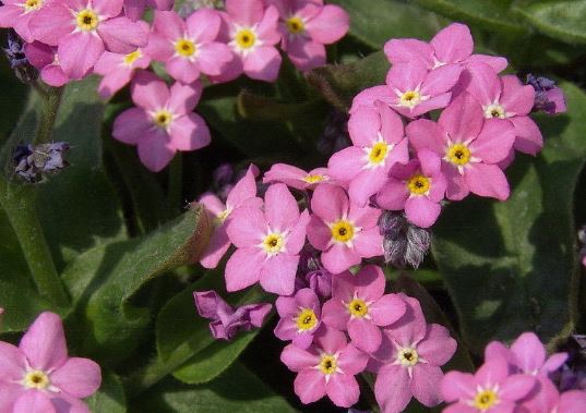 Myosotis, Woodland Forget-Me-Not Rosylva