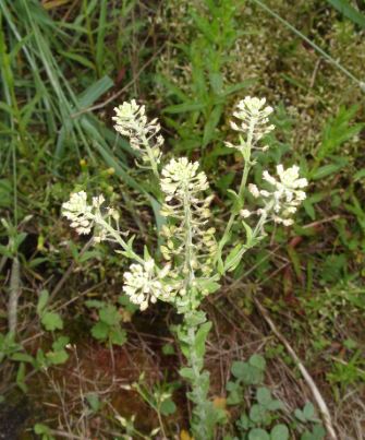 Lepidium Species, Cow Cress, Field Pepperweed, Field Pepperwort