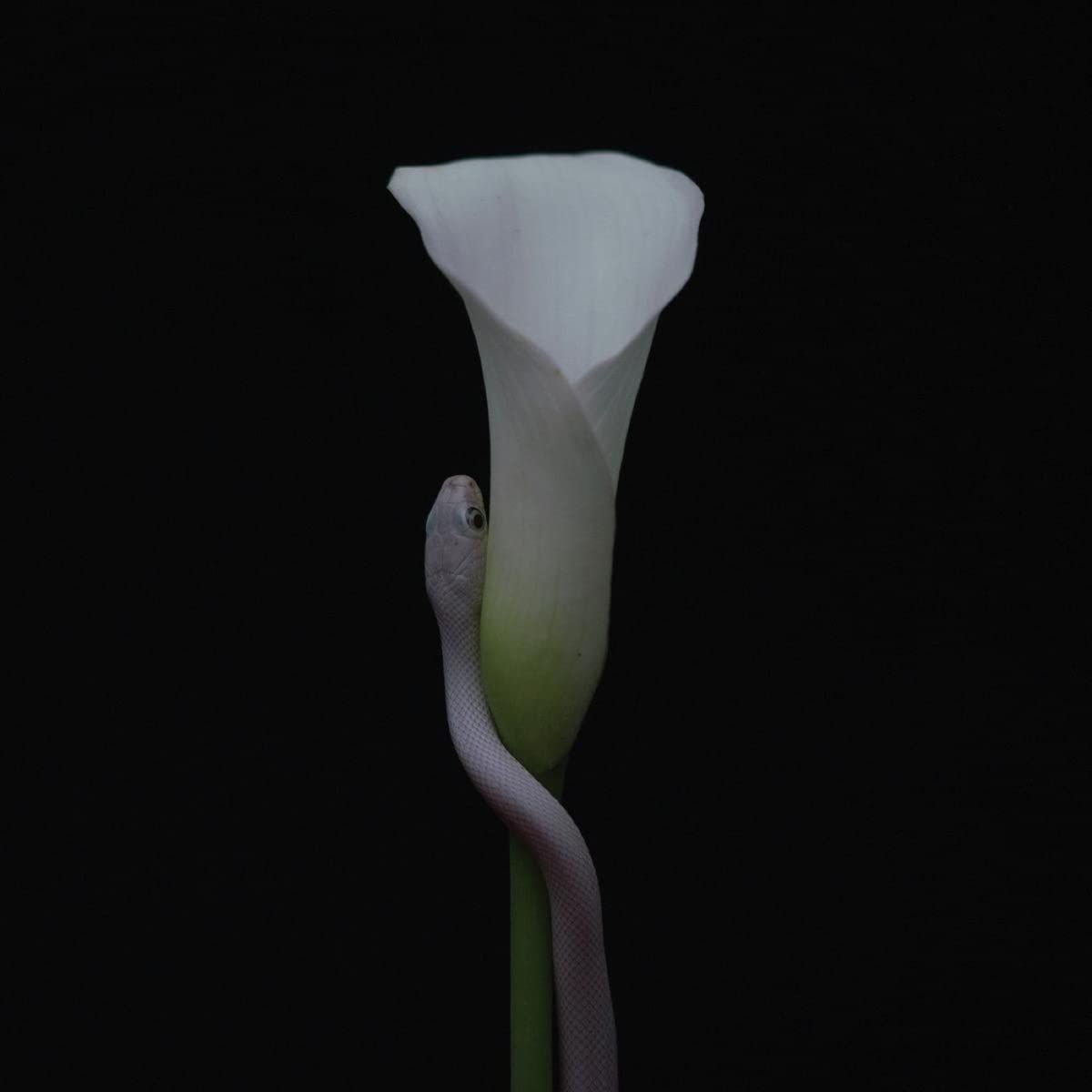 Parrhesia (CD)