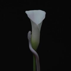 Parrhesia (CD)