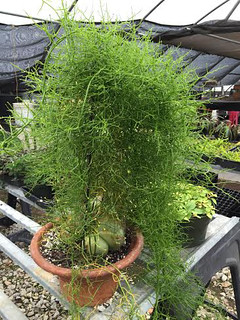 Bowiea Species, Climbing Onion, Sea Onion