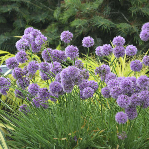 Allium, Ornamental Onion Hair