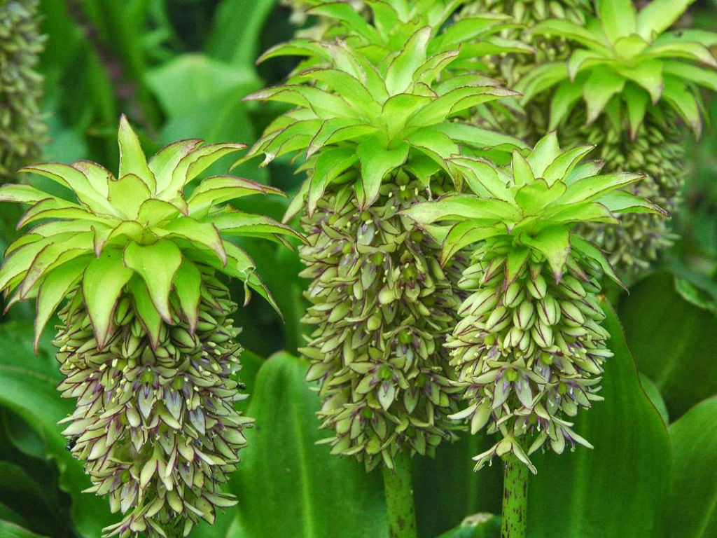 Eucomis Species, Variegated Pineapple Flower, Pineapple Lily