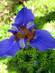 Neomarica Species, Apostle Plant, Twelve Apostles, Walking Iris