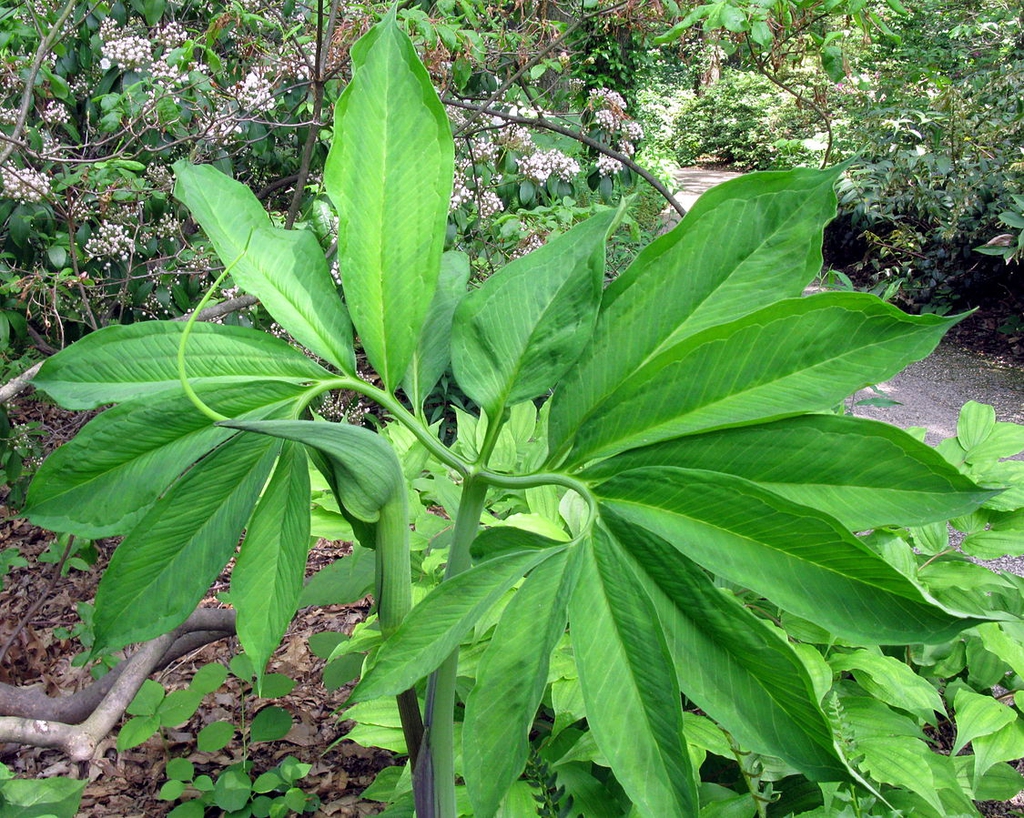Arisaema Species, Dragon Root, Green Dragon